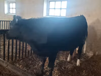 母牛, Aberdeen-Angus — 照片 6
