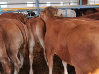 Ng'ombe dume, Ng'ombe wa Limousin — picha 6