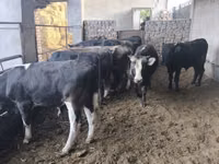 Toro, Karaku — foto 5