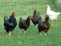 Chickens — फ़ोटो 1