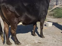 Cow, Holstein breed — photo 1