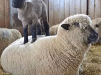Ram, Hampshire sheep — photo 5