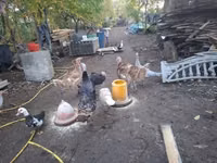 Turkeys — photo 2