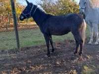 Faras dhaddig, Mule — sawirka 3