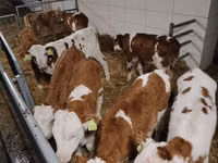 Ng'ombe (kikundi, jinsia haijatajwa), Simmental cattle — picha 1