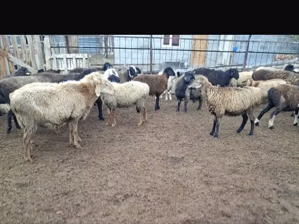 Carnero, Kazakh fat-tailed coarsewool sheep