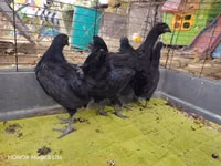 Ayam Cemani — Foto 1