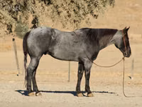 घोड़ा, Quarter Horse — फ़ोटो 7