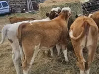 牛只（批次，未指定性别）, Simmental cattle — 照片 7