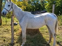 母马, Horses — 照片 3