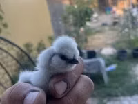 Silkie — picha 6