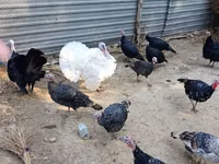 Turkeys — फ़ोटो 3