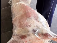 मेढ़ा, Dorper sheep — फ़ोटो 4