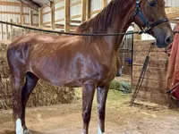 Faras dhaddig, Dutch warmblood horse — sawirka 2