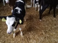 Toro, Simmental cattle — foto 8