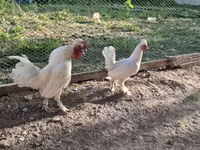 Chickens — 照片 5