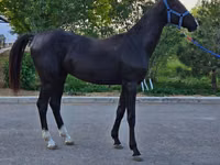 Horse (M), Akhal-Teke — photo 5