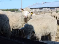 公羊, Kuibyshev sheep — 照片 1