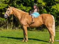 حصان, Palomino — الصورة 3