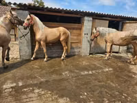 Yegua, Caballos — foto 6