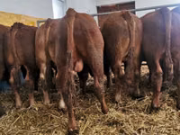 Ng'ombe dume, Ng'ombe wa Limousin — picha 2