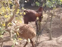 Ri’ dhaddig, Goats — sawirka 5