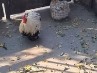 Pekin-Zwerg — Foto 5