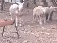 绵羊（批次，未指定性别）, Sheep — 照片 3