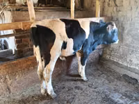 Bull, Holstein breed — photo 3