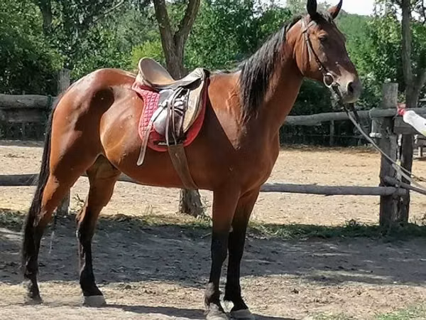 Конь, Лошади