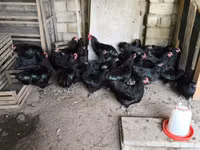 马里讷斯 — 照片 2