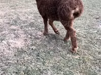 Ram, Sheep — photo 2