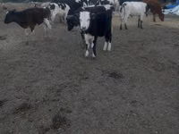 بقرة, Russian Black pied cattle — الصورة 1