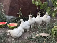 泰国斗鸡 — 照片 7