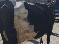 Cow, Holstein breed — photo 3