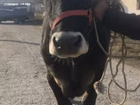 Cow, Swiss cattle — photo 7