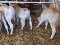 ثور, Simmental cattle — الصورة 2