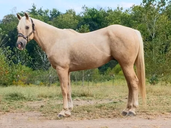 حصان, Quarter Horse