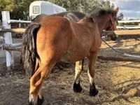 Horse (M), Horses — photo 1