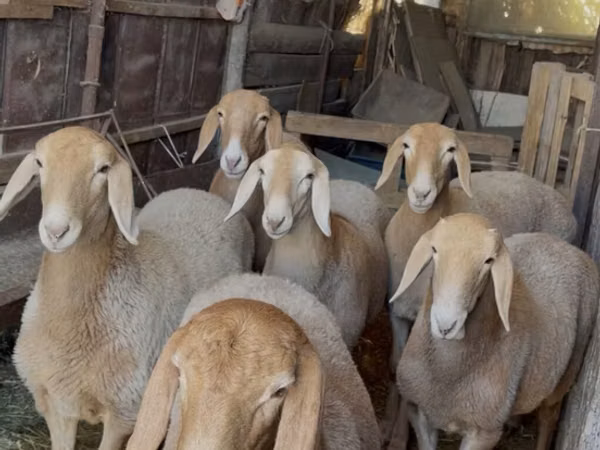 نعجة, Arashan sheep