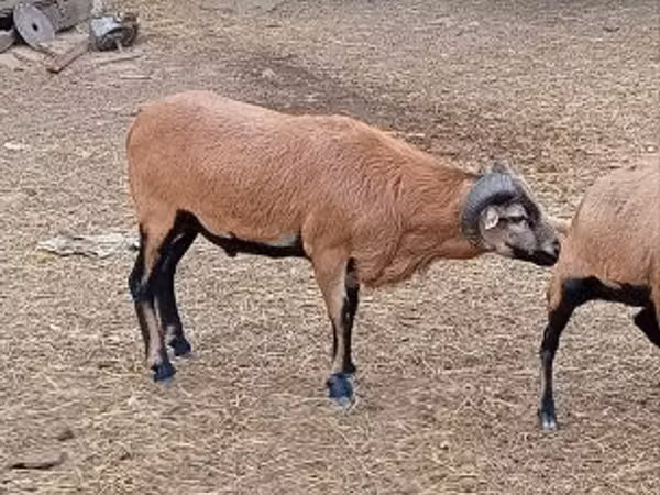 मेढ़ा, भेड़