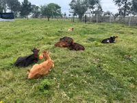 Cattle (batch, sex not specified), Cattle — photo 3