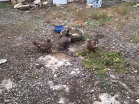 Ducks — 照片 2