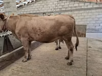Cow, Swiss cattle — photo 6
