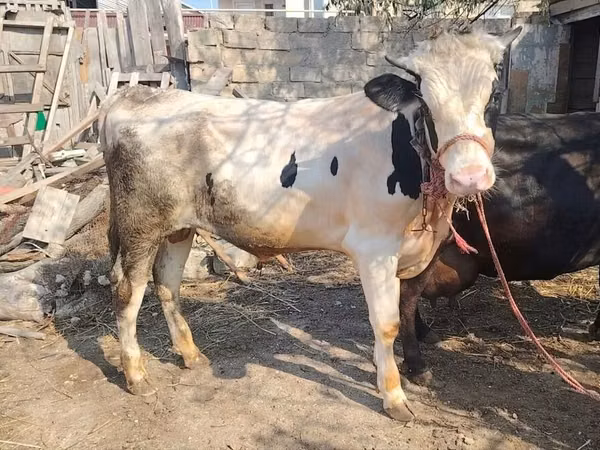 Toro, Ganado vacuno