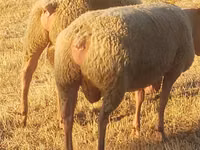 公羊, Rouge de l’Ouest sheep — 照片 3