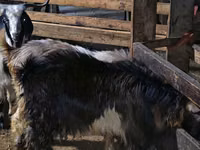 Goats (batch, sex not specified), Goats — photo 5