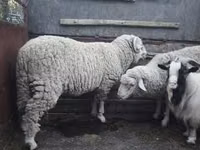 Wad, Sheep — sawirka 2