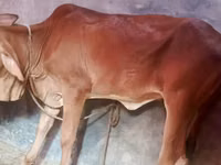 Vaca, Ganado vacuno — foto 2