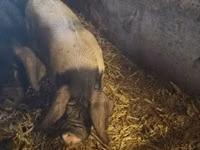 Boar — photo 3